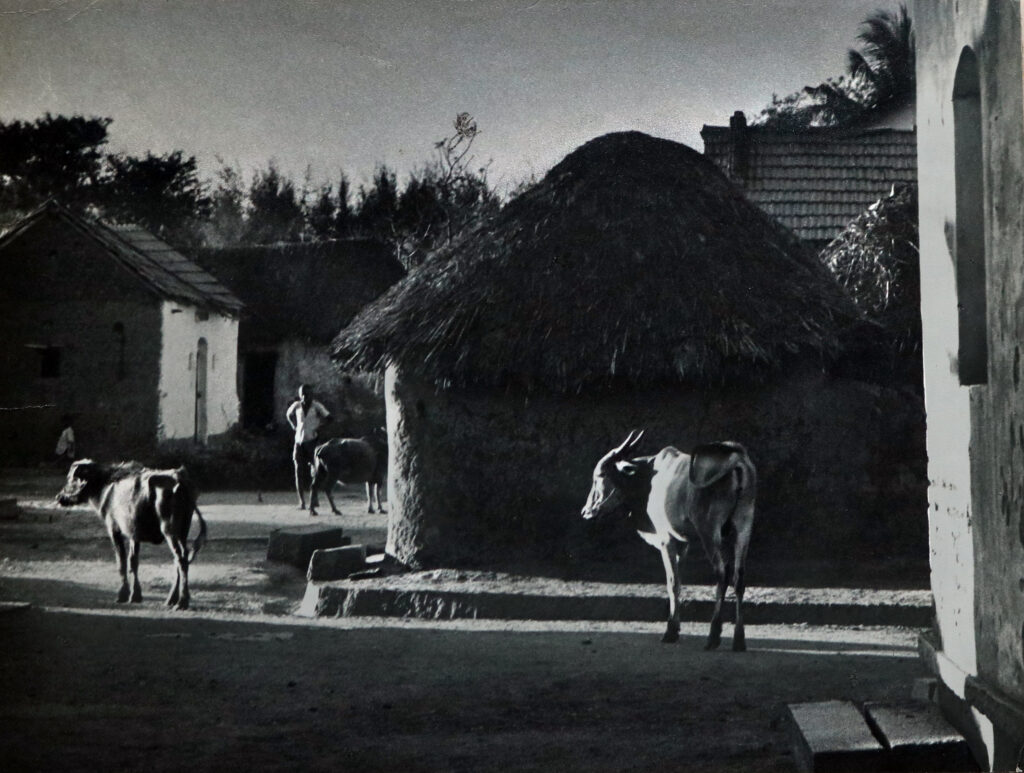An Evening Stroll — Dr. D. V. Rao archive