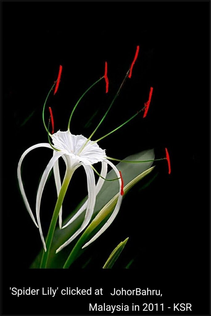 A white spider lily with long red-tipped stamens against a black background.