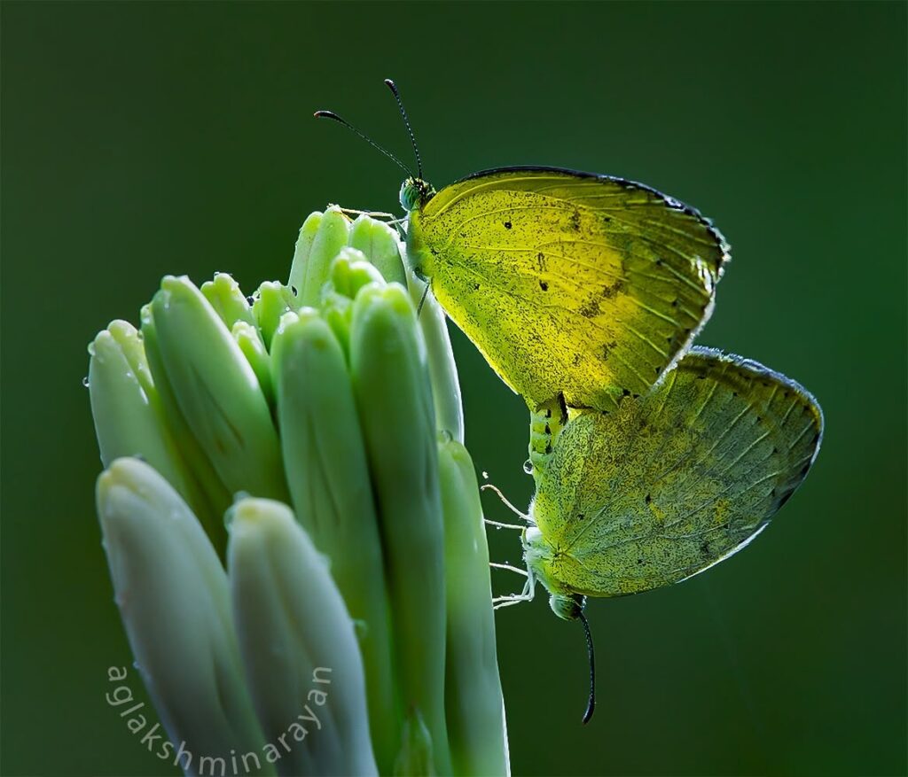 Two yellow butterflies on pale flower buds against a green background.