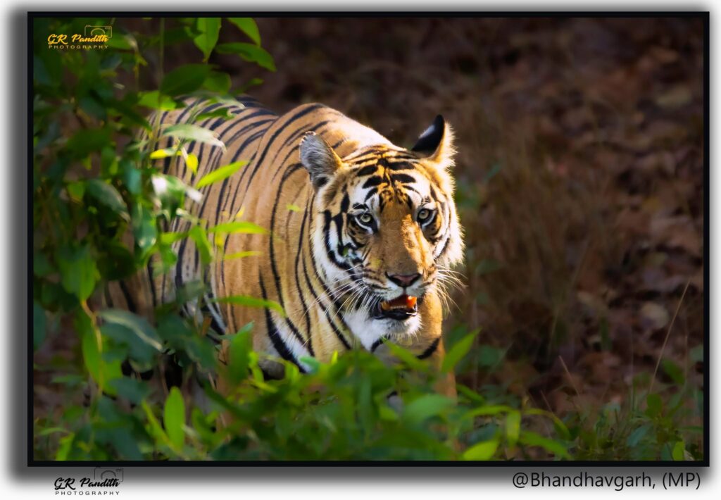 A tiger looking out through green foliage.