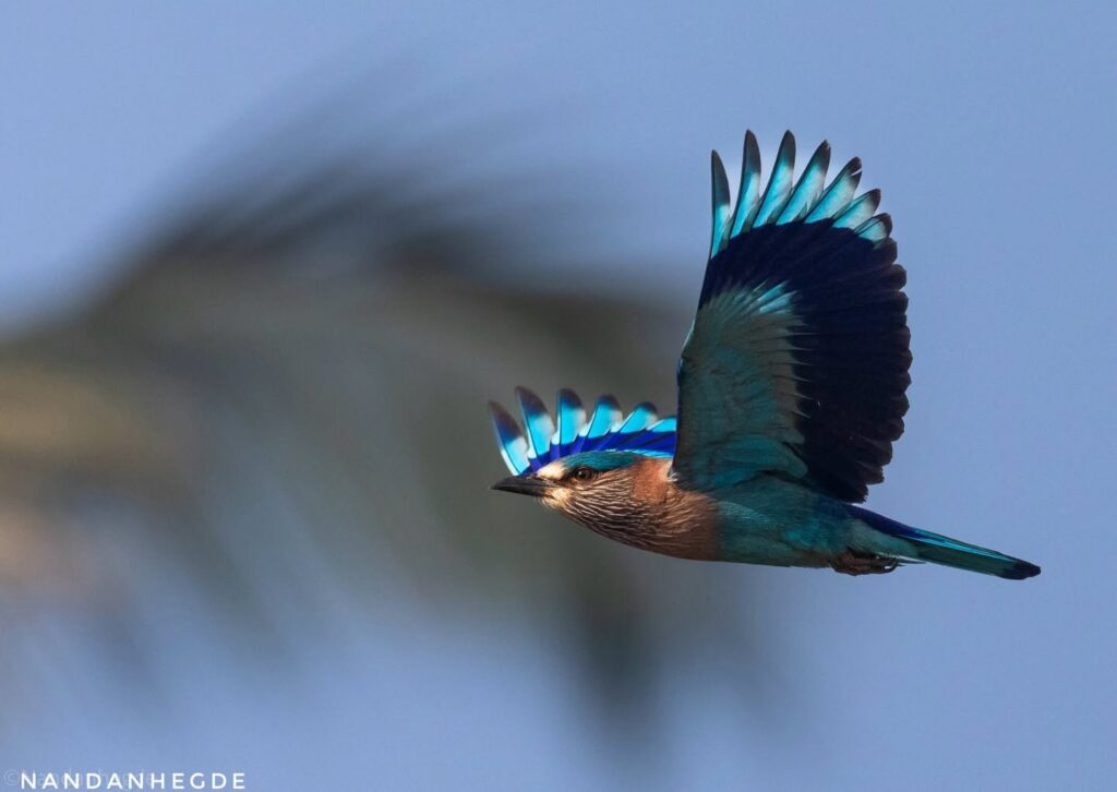 A bird in flight with bright blue wings against a soft background.